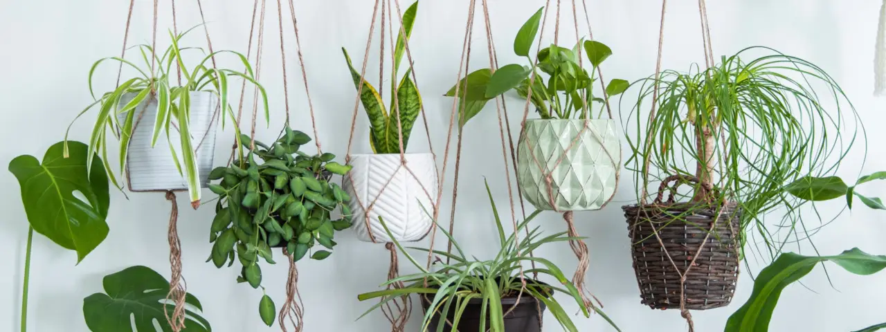 Come capire se le tue piante sono sane: segnali e consigli utili per tutti