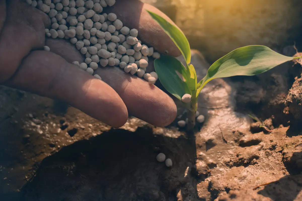 Velocizza la crescita delle piante: il rimedio antico ancora valido nel 2025