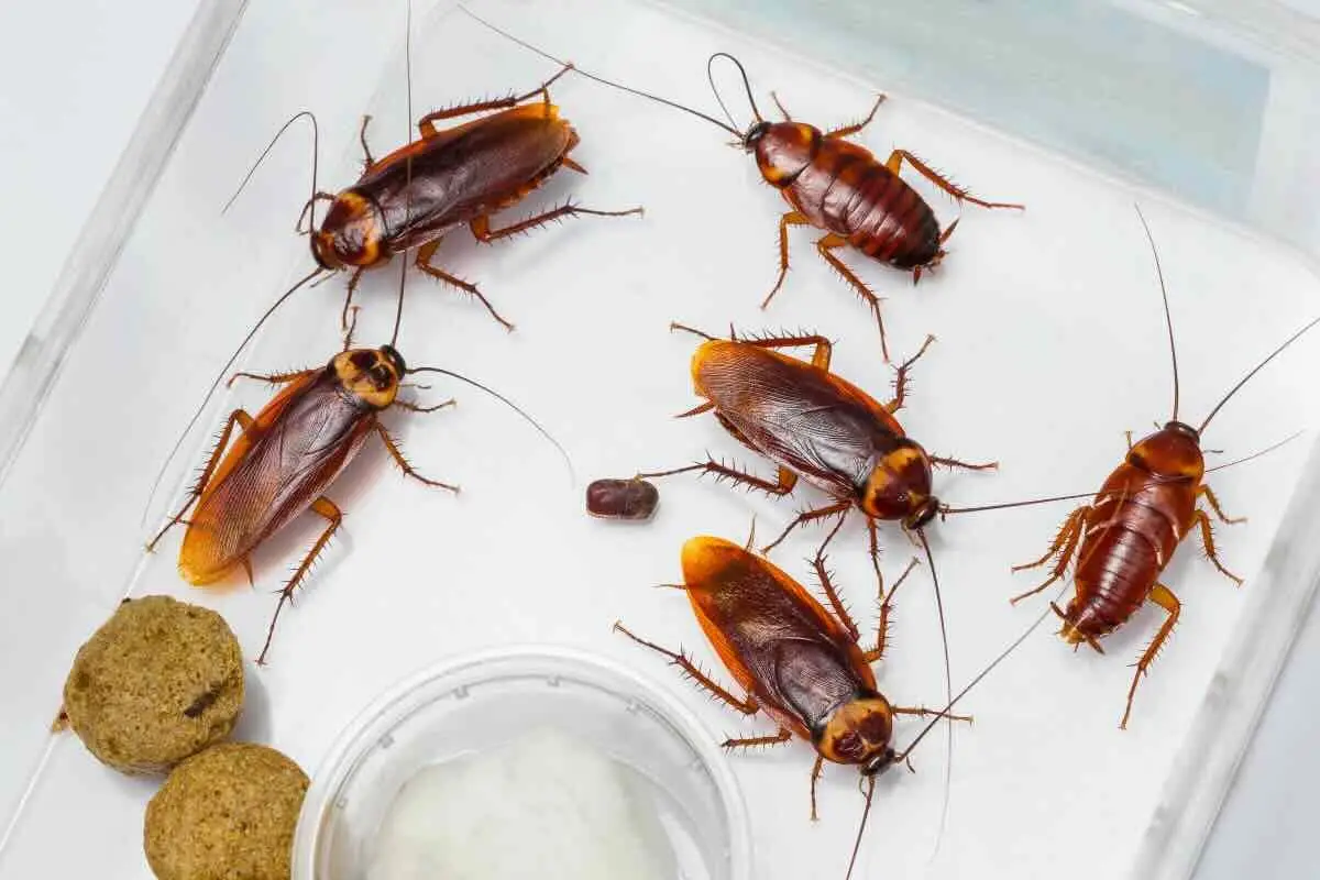 Se trovi questi insetti in bagno o cucina: attenzione, potrebbero arrivare dalle tubature e portare problemi