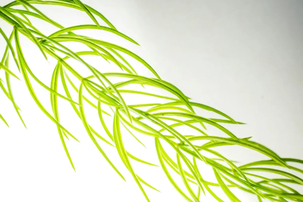 Hai mai visto una pianta che non ha bisogno di terra per vivere: ecco come si chiama