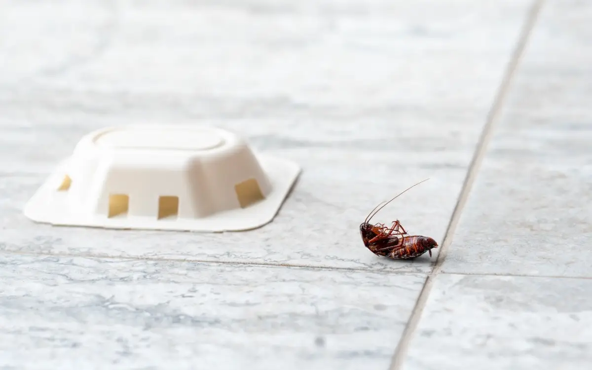Attenzione agli scarafaggi: le 5 zone della casa che amano di più