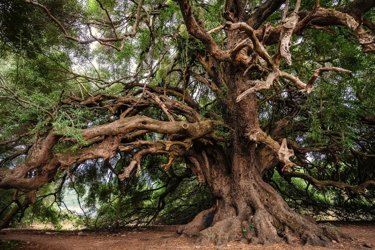 Viaggio nel tempo verde: ecco le piante più antiche del mondo che puoi coltivare in giardino