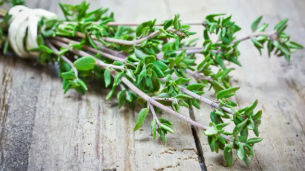 Attenzione se dai il timo al tuo cane: ecco i rischi per la sua salute che devi conoscere