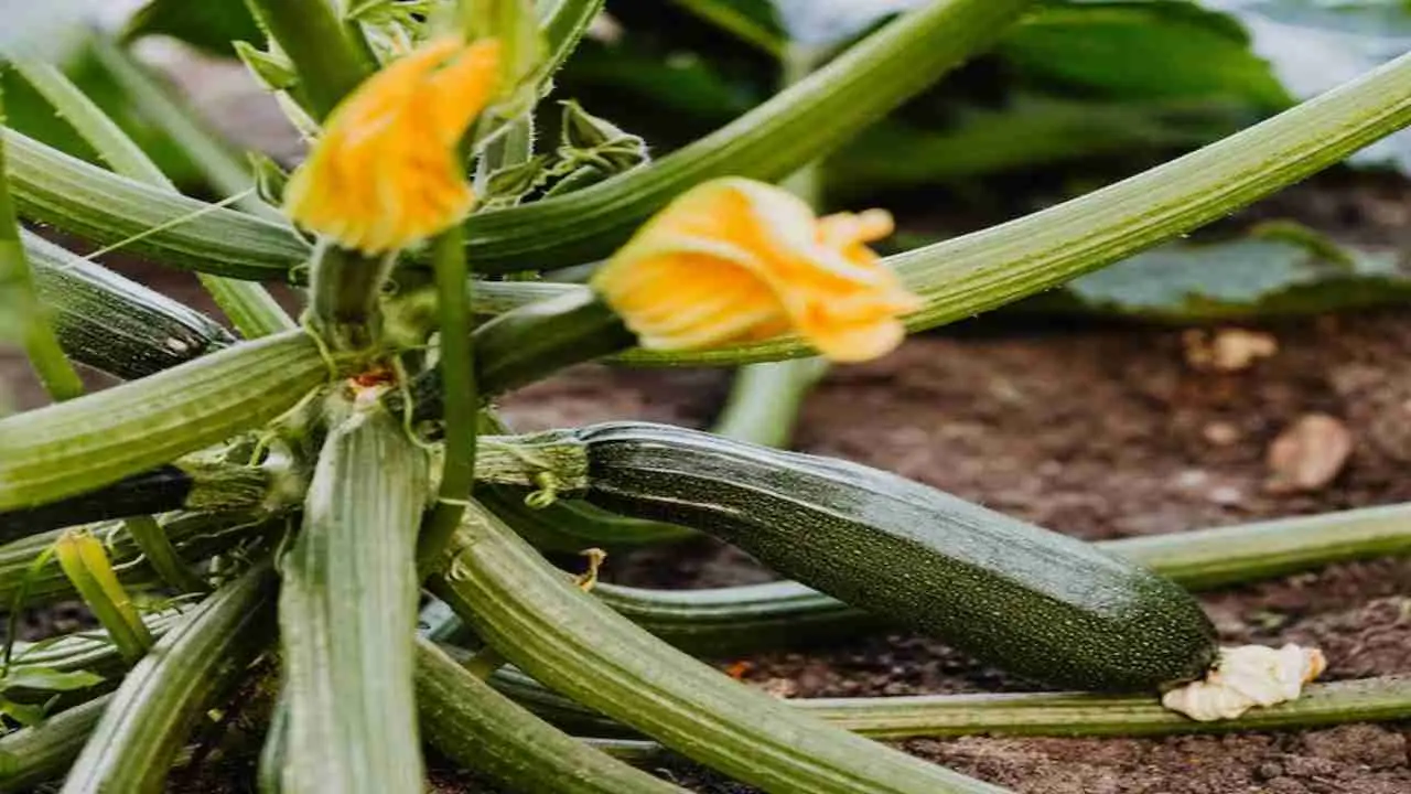 Usi troppo concime per le zucchine? Ecco la dose esatta di stallatico per un raccolto abbondante