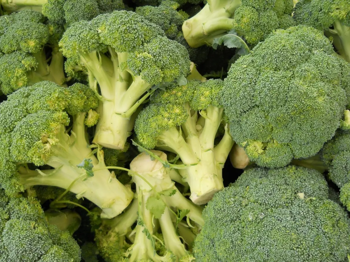Broccoli infestati da parassiti? Ecco come riconoscerli e salvare il raccolto subito