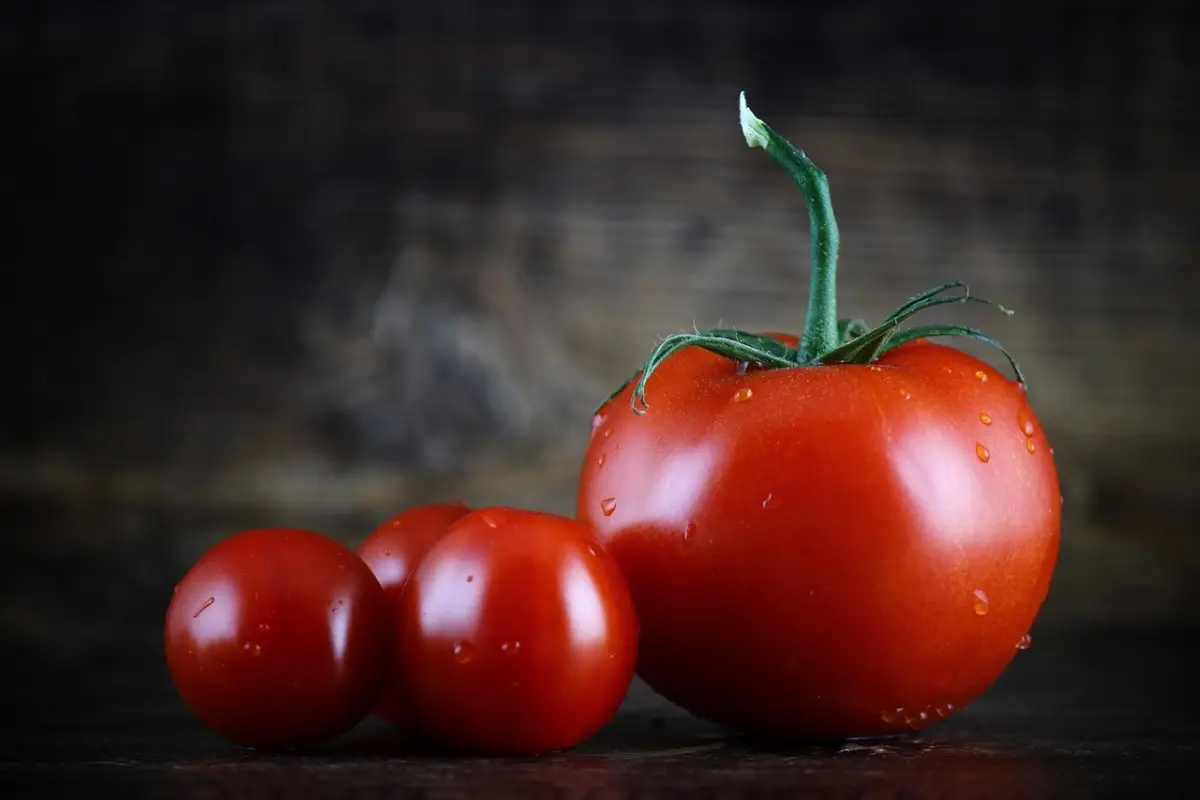 Il segreto del sapore unico di questo pomodoro speciale che cresce senza acqua