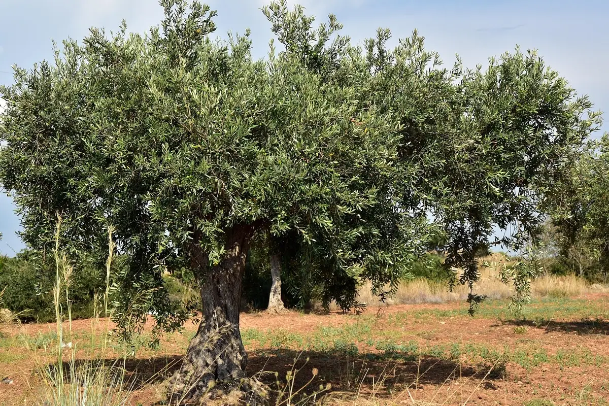 Non è l’ulivo o il limone: ecco la pianta simbolo dell’Italia che tutti ignorano