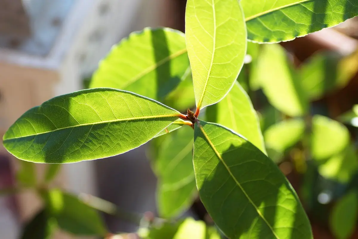 Non mettere l’alloro solo negli umidi: ecco gli usi segreti in cucina che cambiano i tuoi piatti