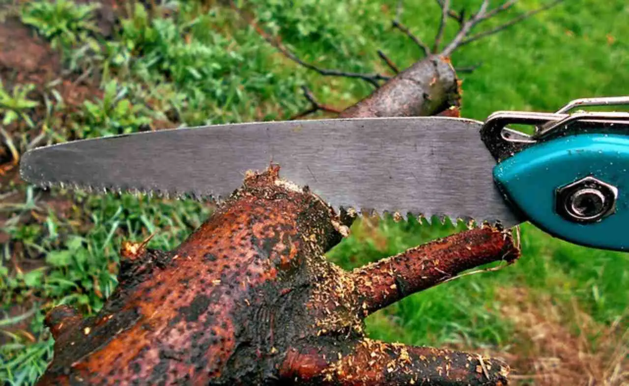 Hai rotto un ramo per sbaglio? Ecco il trucco naturale per cicatrizzare subito la ferita
