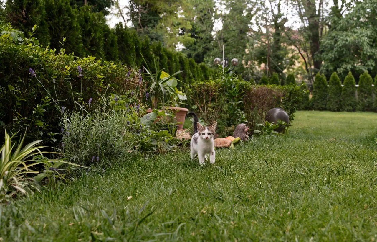 7 cose comuni che spaventano moltissimo il tuo gatto e tu le fai ogni giorno