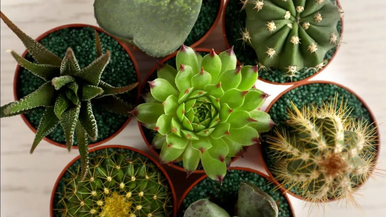 La pianta grassa che purifica l’aria e resiste a tutto: ecco perché dovresti averla