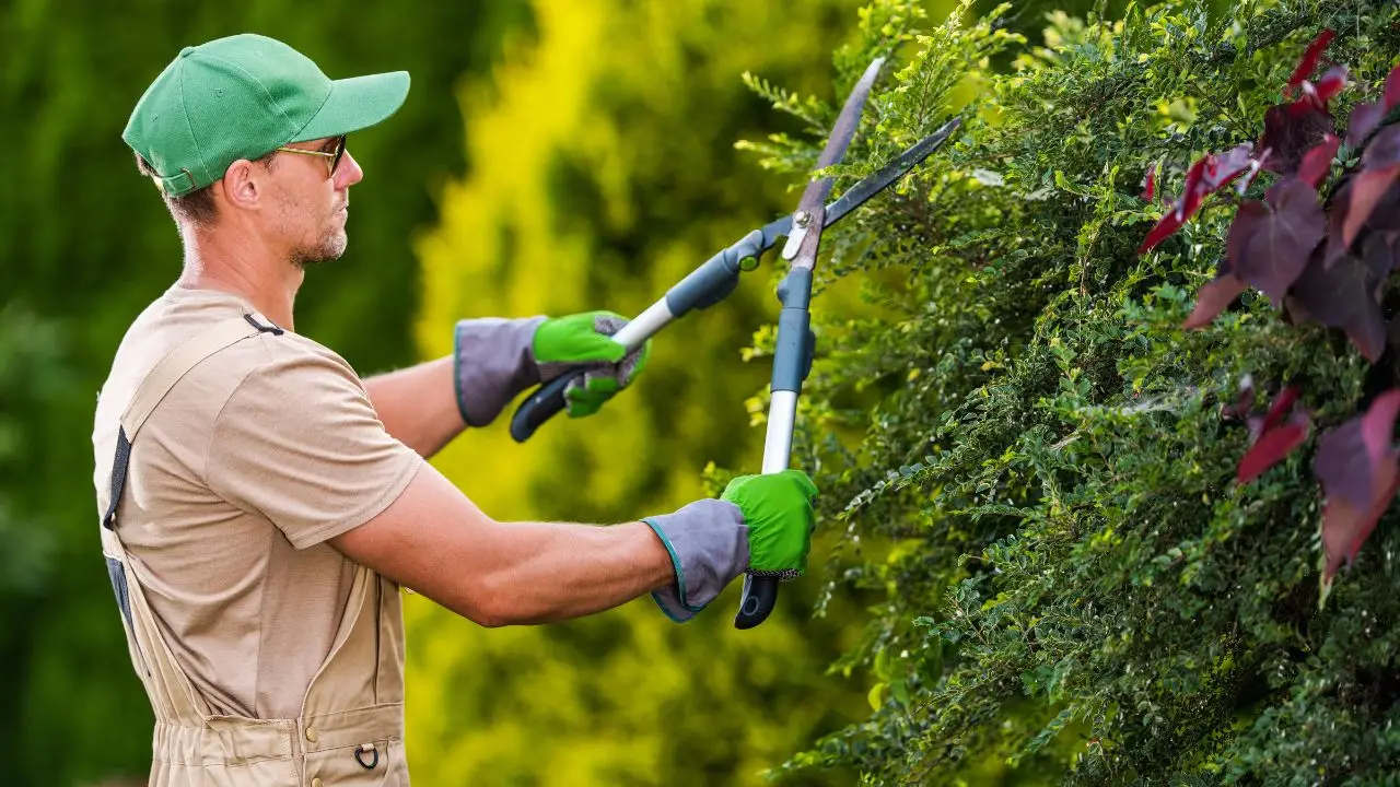 Il trucco dei giardinieri per mantenere il prato sintetico sempre fresco e pulito