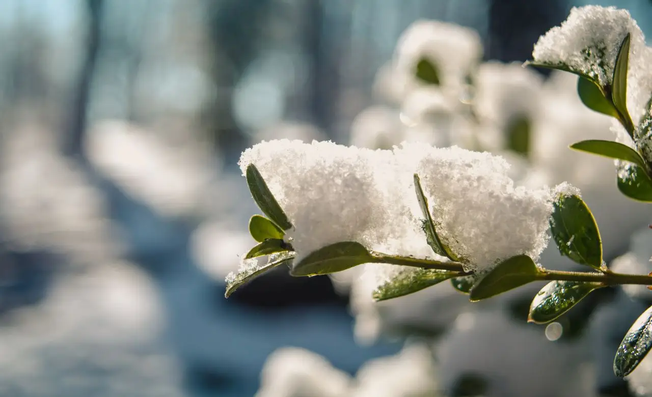 Le 5 piante resistenti al freddo che fioriscono splendide sul tuo balcone anche in inverno
