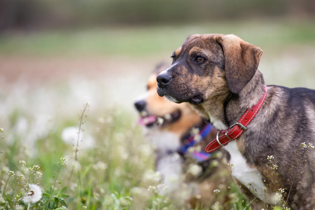 Se il tuo cane nasconde il cibo o gli oggetti in casa sta lanciando un messaggio preciso