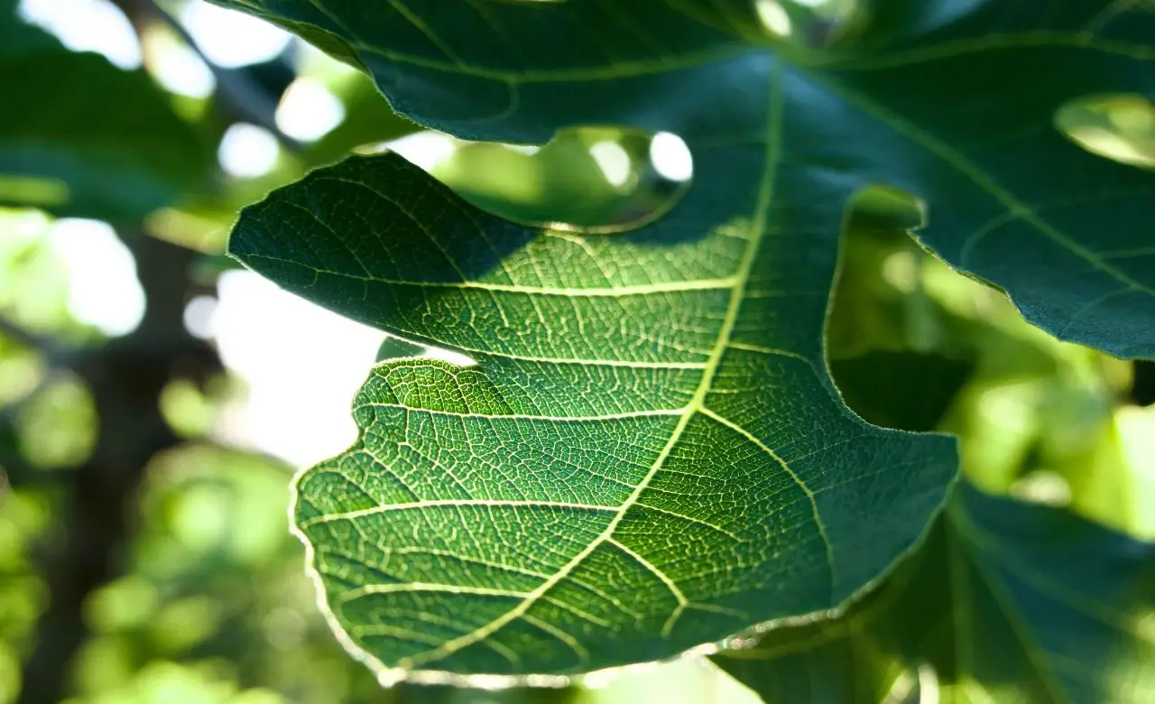 Piante con foglie argentate e deformate? Ecco l’insetticida naturale che elimina subito i tripidi
