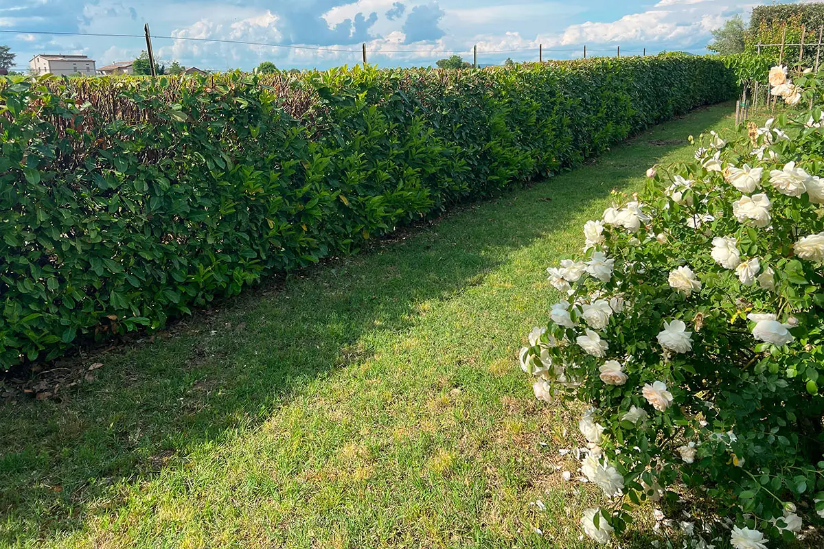 L’attrezzo fondamentale che devi avere se vuoi iniziare a curare il tuo giardino