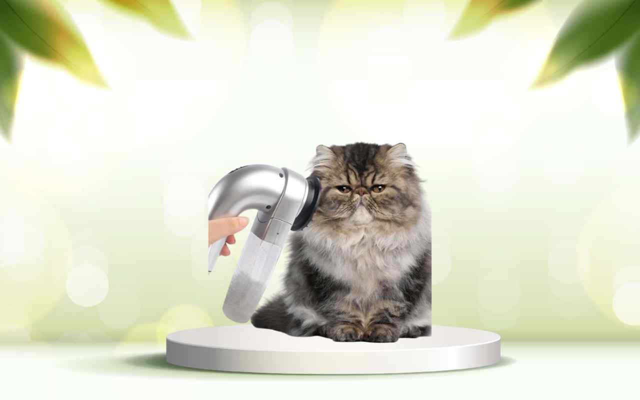 Scopri SpazzolAmica: elimina i peli degli animali e pulisci casa in pochi minuti